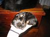 What was your first impression of your dog?-img_0385.jpg