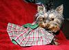 Daisy's Christmas dress-daisy-021-1.jpg