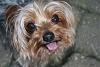 Who owns a rescue or rehomed Yorkie?-dogs-046.jpg