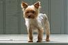 Who owns a rescue or rehomed Yorkie?-small1.jpg