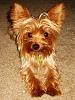 Who owns a rescue or rehomed Yorkie?-small4.jpg
