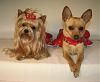 Yorkie Haven, Monkey Sock Dresses-2010-10-29-sock-monkey-501.jpg