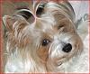 Who owns a rescue or rehomed Yorkie?-3.jpg