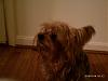 I am going to go get a male yorkie to foster and to rehome-imag0223.jpg