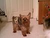 I am going to go get a male yorkie to foster and to rehome-imag0227.jpg