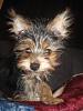 Can't figure out what kind of coat my yorkie has? Please help. :) [[Pictures posted]]-5-half-months-2.jpg