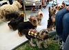 Why do  non-dog people think a yorkie play group is so hilarious?-p1010460.jpg