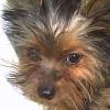 Can You Pick The Yorkie??????-yorkie_halmos-1-.jpg