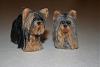 Look!  Yorkie and Biewer Miniatures-img_5493-resize.jpg