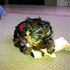 How sleepy is too sleepy for puppy?-peytonplayingnov-30-2010-standard-e-mail-view.jpg