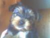 Here is Lola's first pic-01-12-06_1054.jpg