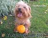 YorkieTalk 2011 Calendars - ORDER TODAY!-cover.jpg