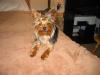 What did I say about interrupting ME!!!!???-coco-smiling.jpg
