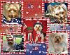 YorkieTalk 2011 Calendars - ORDER TODAY!-july.jpg