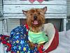 Tongue Time....is this the longest?....-torguga-chihuis-y-yorkies-117.jpg