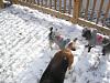 Zach and Zoe's 1st snowfall-1st-winter-2010-3.jpg