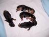 Look at these precious newborns...-close-up-litter.jpg