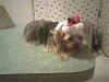 Yorkie Traveling 'to' cold weather, need advice-gizxmas6.jpeg
