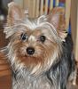 What kind of coat?-yorkietalkbella2.jpg