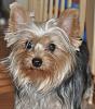 What kind of coat?-yorkietalkbella2.jpg