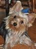 What kind of coat?-yorkietalkbella3.jpg