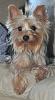 What kind of coat?-yorkietalkbella4.jpg