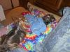 Somebody's sleeping in MY bed.-cimg9324.jpg