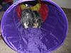 Tent and tunnel fun.-cimg9282.jpg