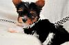 what type of yorkie is my puppy?-dsc_1875.jpg