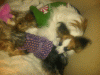 Accessory Obsession!-blanket-1.gif