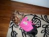 Do I have this on right?-snuggie-pink-22.jpg