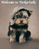 Want to be more involved with YT?  Please join the Welcome Wagon!-animation3.gif