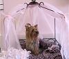 How many beds?-gracie-pink-canopy.jpg