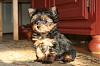 Puppy scammer on YT....please beware!-lina_1.jpg