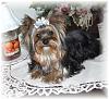 Yorkshire Terrier and the Parti/Tricolor-typical-partiyorkie.jpg