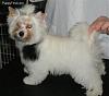 Yorkshire Terrier and the Parti/Tricolor-biewer5.jpg