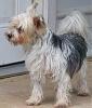 Yorkshire Terrier and the Parti/Tricolor-biewerl.jpg