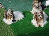 Yorkshire Terrier and the Parti/Tricolor-dnky-toot-flit.jpg