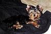 Yorkie Coats, Colors, Growth Chart Discussion-regalt.jpg