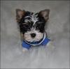 OMGoodness!! Snickers's new baby brother!!!!!!-cain9wksdsc_0060.jpg