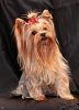 Aeros yorkshire terrier-sadie.jpg