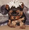 Getting a new Yorkie puppy-387_yorkie30.jpg