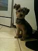 New to Yorkie Talk-photo.jpg