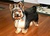 -Yorkie hair cuts?-bulletwestie2.jpg