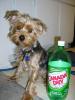 Larger Yorkies pictures.....-p1140056.jpg