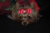 Hark and come hither to the Valentine's Day Ball-xmas-zhoie-2010-028-640x428-.jpg