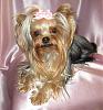 Hark and come hither to the Valentine's Day Ball-sadie.jpg