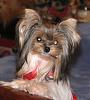 Hark and come hither to the Valentine's Day Ball-haley-jan-2010-3.jpg