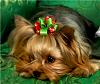 Hark and come hither to the Valentine's Day Ball-sadie.jpg