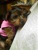 Cupcake comes home on Saturday!-0108011923.jpg